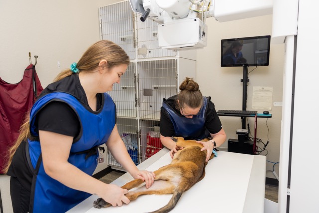 Image from Action Photos album