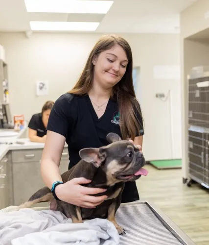 Veterinarian administering vaccine to dog